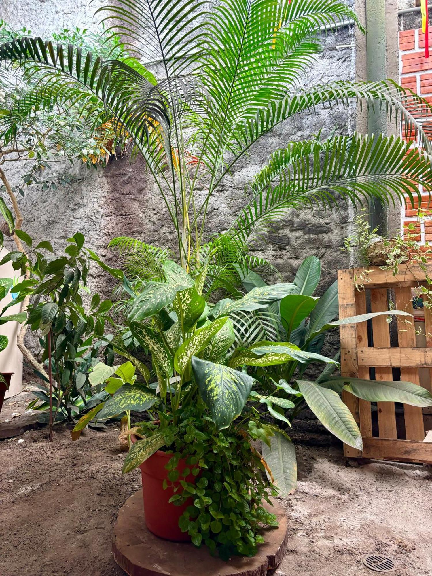Hospedaje Casa Amazonica איקיטוס מראה חיצוני תמונה